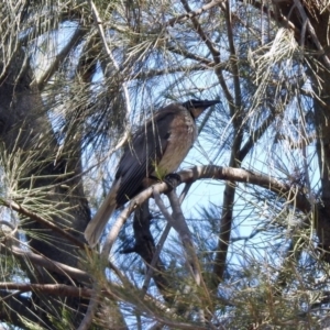 Philemon corniculatus at Greenway, ACT - 27 Oct 2019