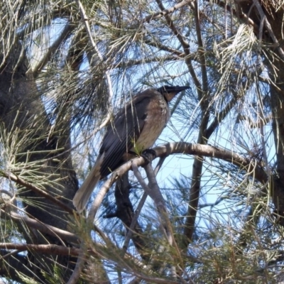 Philemon corniculatus (Noisy Friarbird) at Pine Island to Point Hut - 27 Oct 2019 by RodDeb