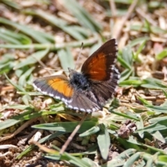 Lucia limbaria (Chequered Copper) at Pine Island to Point Hut - 27 Oct 2019 by RodDeb