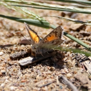 Lucia limbaria at Greenway, ACT - 27 Oct 2019 11:47 AM