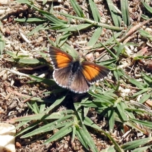 Lucia limbaria at Greenway, ACT - 27 Oct 2019 11:47 AM