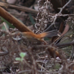 Rhipidura rufifrons (Rufous Fantail) at Budawang, NSW - 27 Oct 2019 by LisaH
