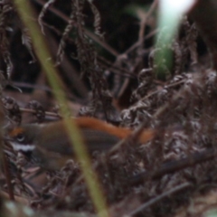 Rhipidura rufifrons at Budawang, NSW - 27 Oct 2019 05:25 PM