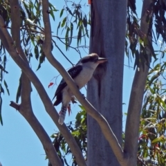 Dacelo novaeguineae (Laughing Kookaburra) at Pine Island to Point Hut - 27 Oct 2019 by RodDeb