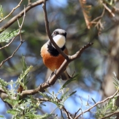 Pachycephala rufiventris (Rufous Whistler) at Greenway, ACT - 27 Oct 2019 by RodDeb