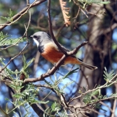 Pachycephala rufiventris at Greenway, ACT - 27 Oct 2019