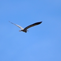 Egretta novaehollandiae (White-faced Heron) at Greenway, ACT - 27 Oct 2019 by RodDeb