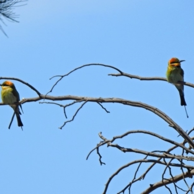 Merops ornatus (Rainbow Bee-eater) at Greenway, ACT - 27 Oct 2019 by RodDeb