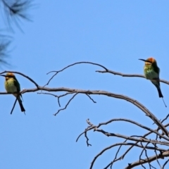 Merops ornatus at Greenway, ACT - 27 Oct 2019 11:32 AM