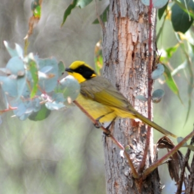 Lichenostomus melanops (Yellow-tufted Honeyeater) at Namadgi National Park - 27 Oct 2019 by Harrisi