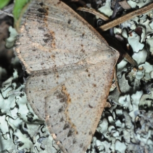 Taxeotis intextata at Bruce, ACT - 27 Oct 2019 05:39 PM