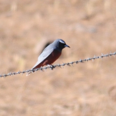 Artamus superciliosus (White-browed Woodswallow) at Booth, ACT - 27 Oct 2019 by Harrisi