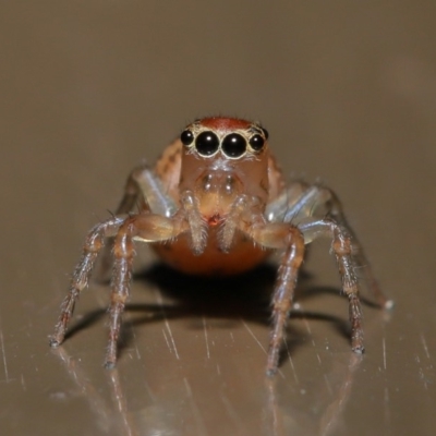 Prostheclina amplior (Orange Jumping Spider) at ANBG - 24 Oct 2019 by TimL