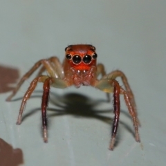 Prostheclina amplior (Orange Jumping Spider) at Acton, ACT - 24 Oct 2019 by TimL