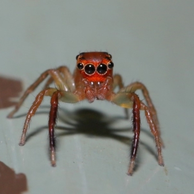 Prostheclina amplior (Orange Jumping Spider) at ANBG - 24 Oct 2019 by TimL