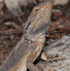 Pogona barbata (Eastern Bearded Dragon) at Acton, ACT - 24 Oct 2019 by TimL
