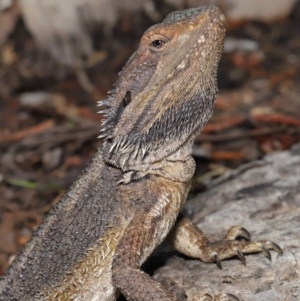 Pogona barbata at Acton, ACT - suppressed