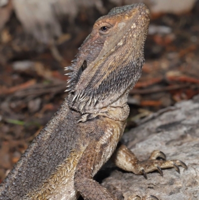 Pogona barbata (Eastern Bearded Dragon) at Acton, ACT - 24 Oct 2019 by TimL