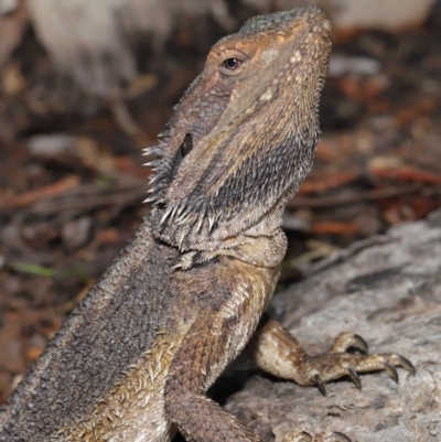 Pogona barbata (Eastern Bearded Dragon) at ANBG - 24 Oct 2019 by TimL