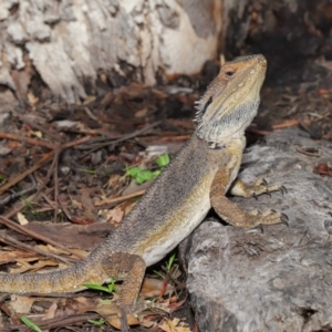 Pogona barbata at Acton, ACT - 24 Oct 2019