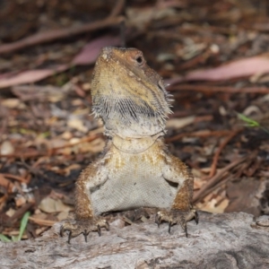 Pogona barbata at Acton, ACT - suppressed