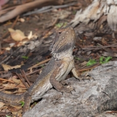 Pogona barbata at Acton, ACT - 24 Oct 2019