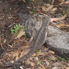 Pogona barbata at Acton, ACT - suppressed