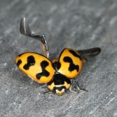 Coccinella transversalis (Transverse Ladybird) at Ainslie, ACT - 25 Oct 2019 by jbromilow50