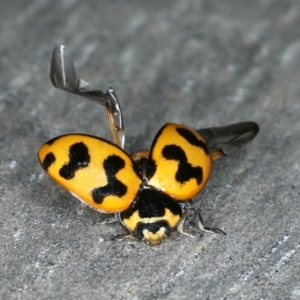 Coccinella transversalis at Ainslie, ACT - 26 Oct 2019 10:19 AM