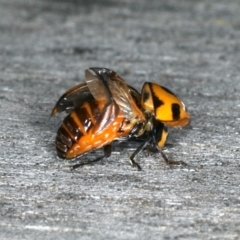 Coccinella transversalis at Ainslie, ACT - 26 Oct 2019