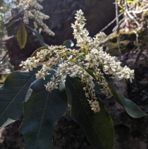 Quintinia sieberi at Bundanoon, NSW - 27 Oct 2019 11:45 AM