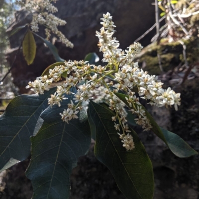 Quintinia sieberi (Possumwood) at Bundanoon - 27 Oct 2019 by Margot