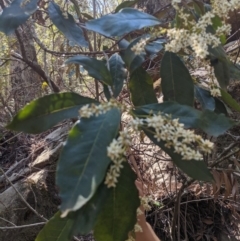 Quintinia sieberi at Bundanoon, NSW - 27 Oct 2019 11:45 AM