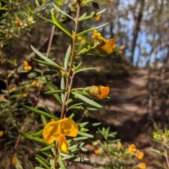 Gompholobium latifolium (Golden Glory Pea, Giant Wedge-pea) at Bundanoon, NSW - 27 Oct 2019 by Margot