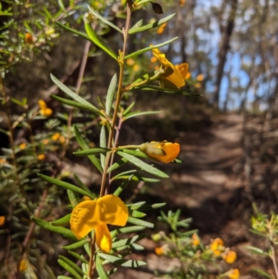 Gompholobium latifolium (Golden Glory Pea, Giant Wedge-pea) at Morton National Park - 27 Oct 2019 by Margot