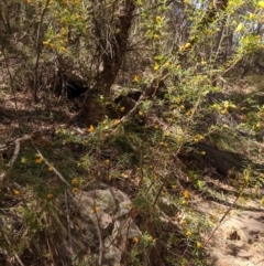 Gompholobium latifolium at Bundanoon, NSW - 27 Oct 2019