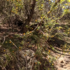 Gompholobium latifolium at Bundanoon, NSW - 27 Oct 2019 11:47 AM