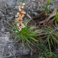 Dracophyllum secundum at Morton National Park - 27 Oct 2019 by Margot