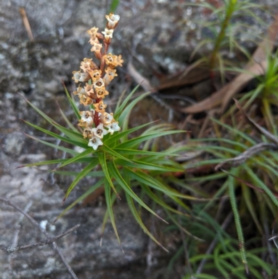 Dracophyllum secundum at Wingecarribee Local Government Area - 27 Oct 2019 by Margot