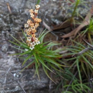 Dracophyllum secundum at Morton National Park - 27 Oct 2019