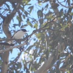 Grantiella picta (Painted Honeyeater) at Tharwa, ACT - 27 Oct 2019 by ArcherCallaway