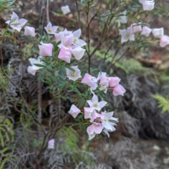 Boronia sp. at Morton National Park - 27 Oct 2019 by Margot