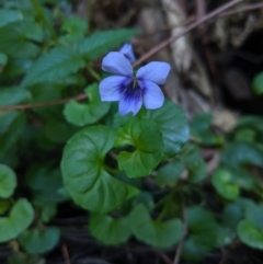 Viola sp. (Violet) at Bundanoon, NSW - 27 Oct 2019 by Margot