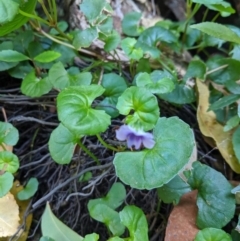 Viola sp. at Bundanoon - 27 Oct 2019 12:21 PM