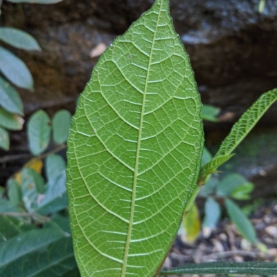 Ficus coronata (Creek Sandpaper Fig) at Bundanoon - 27 Oct 2019 by Margot