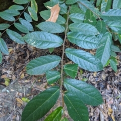 Ficus coronata at Bundanoon, NSW - 27 Oct 2019