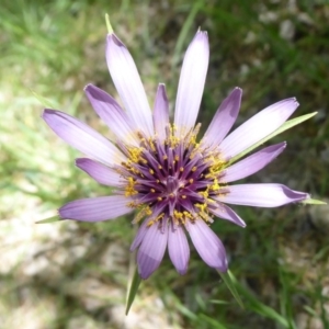 Tragopogon porrifolius subsp. porrifolius at Latham, ACT - 27 Oct 2019 09:51 AM