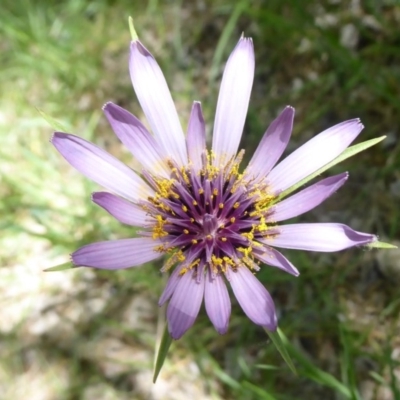 Tragopogon porrifolius subsp. porrifolius (Salsify, Oyster Plant) at Latham, ACT - 26 Oct 2019 by Christine