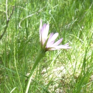 Tragopogon porrifolius subsp. porrifolius at Latham, ACT - 27 Oct 2019