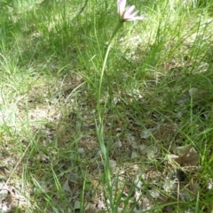 Tragopogon porrifolius subsp. porrifolius at Latham, ACT - 27 Oct 2019 09:51 AM